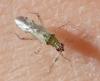 Dicyphus sp.